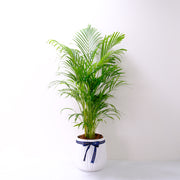 黃椰子盆栽 | 招財納福首選 | 淨化空氣優等生 | 兒童、 寵物安全 | 小型棕櫚|室內植物 | 小品盆栽