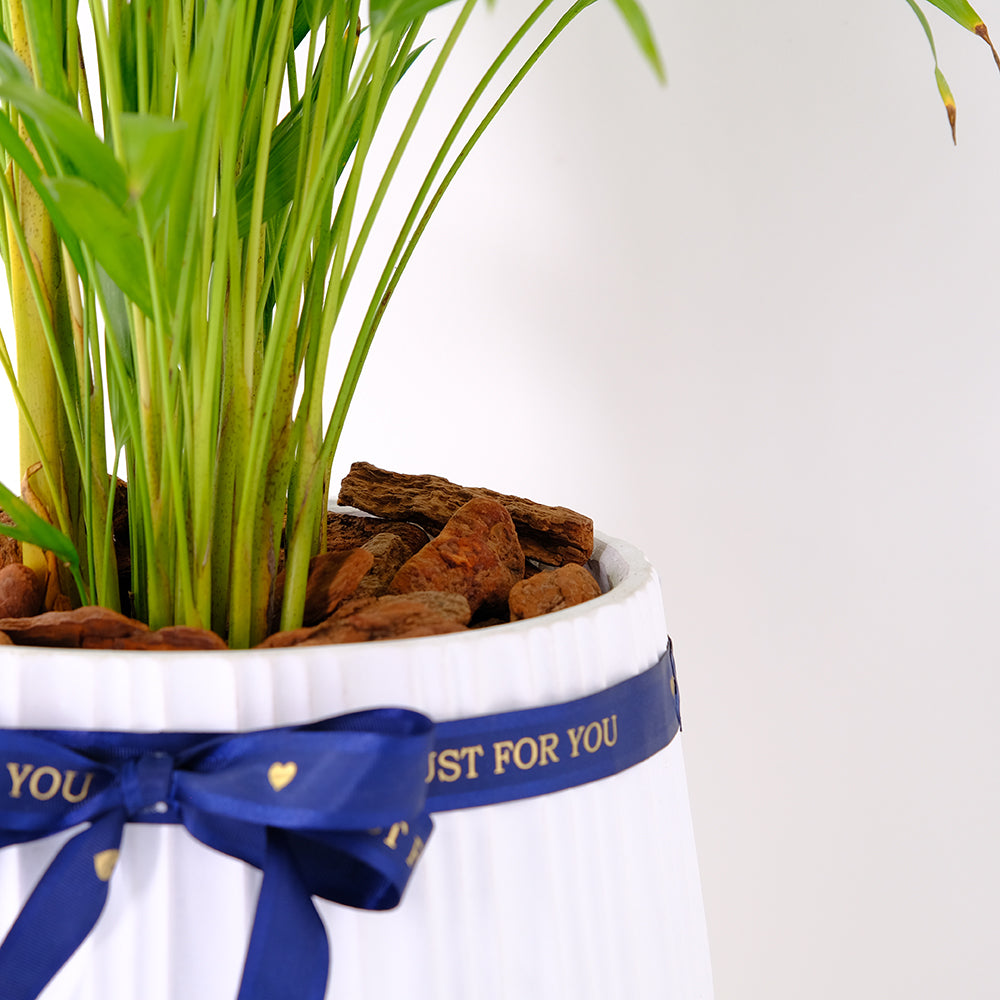 黃椰子盆栽 | 招財納福首選 | 淨化空氣優等生 | 兒童、 寵物安全 | 小型棕櫚|室內植物 | 小品盆栽