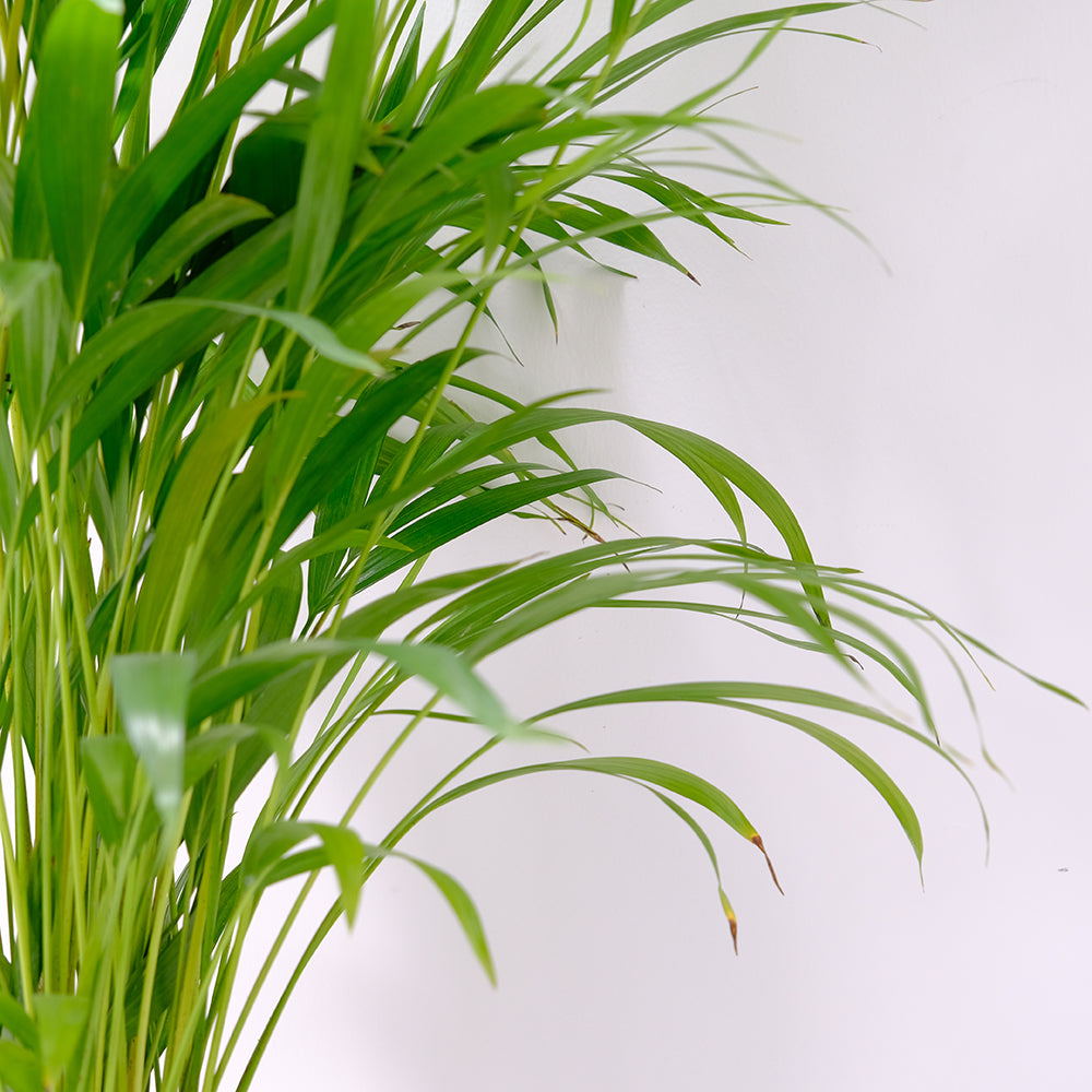 黃椰子盆栽 | 招財納福首選 | 淨化空氣優等生 | 兒童、 寵物安全 | 小型棕櫚|室內植物 | 小品盆栽