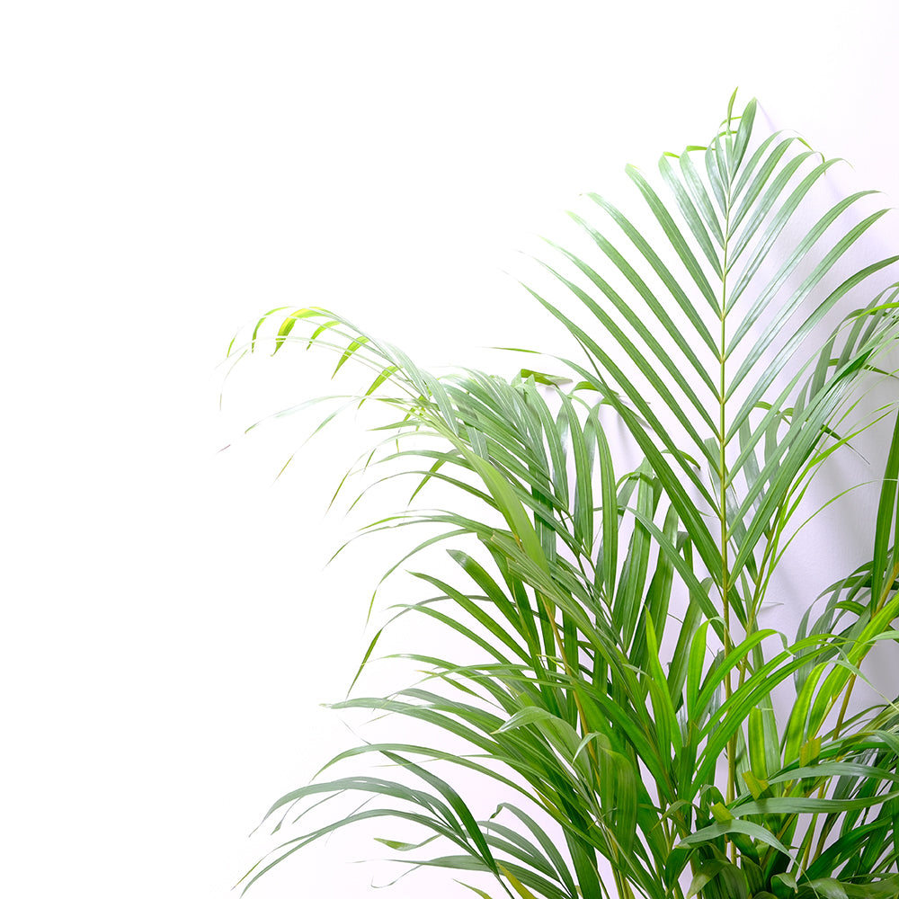 黃椰子盆栽 | 招財納福首選 | 淨化空氣優等生 | 兒童、 寵物安全 | 小型棕櫚|室內植物 | 小品盆栽