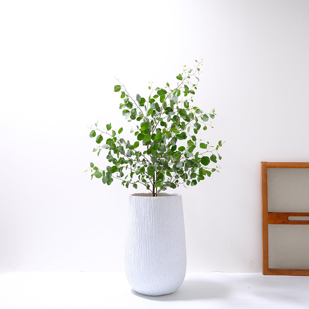 多花桉 | 又大又圓的葉片 | 大圓葉桉 |銀元桉 | 陽光植物