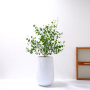 多花桉 | 又大又圓的葉片 | 大圓葉桉 |銀元桉 | 陽光植物