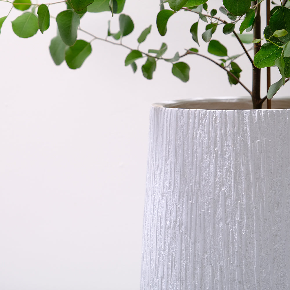 多花桉 | 又大又圓的葉片 | 大圓葉桉 |銀元桉 | 陽光植物