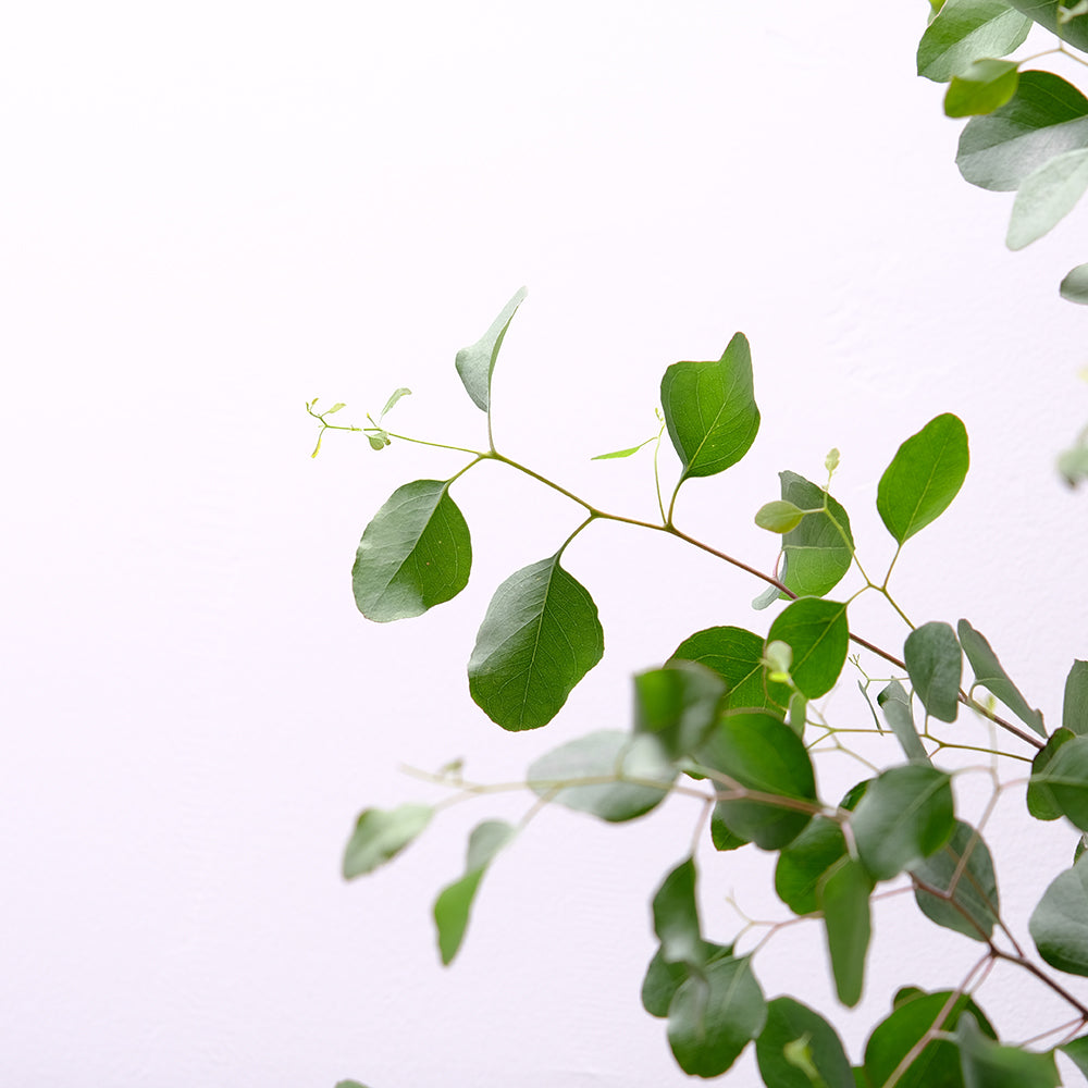 多花桉 | 又大又圓的葉片 | 大圓葉桉 |銀元桉 | 陽光植物