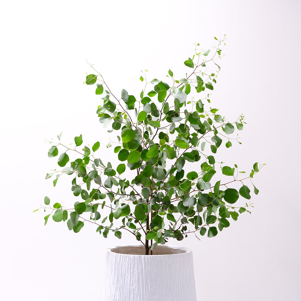 多花桉 | 又大又圓的葉片 | 大圓葉桉 |銀元桉 | 陽光植物