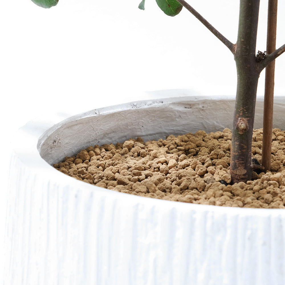 多花桉 | 又大又圓的葉片 | 大圓葉桉 |銀元桉 | 陽光植物