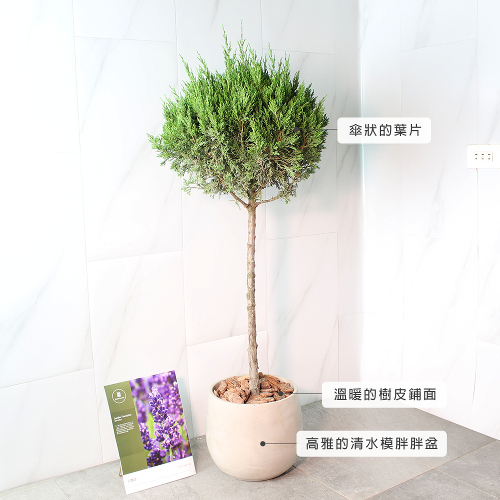 檀香柏 | 庭園、門口OK | 好照顧 | 葉片有檸檬香氣 | 味道可驅趕蚊子 | 陽光植物