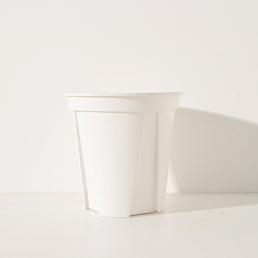 黃椰子盆栽 | 招財納福首選 | 淨化空氣優等生 | 兒童、 寵物安全 | 小型棕櫚|室內植物 | 小品盆栽