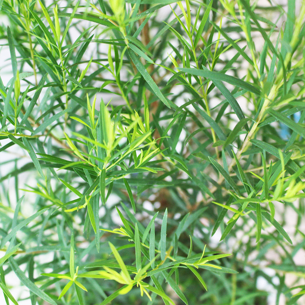 澳洲茶樹 | 天然沙威隆的味道 | 用手搓葉片就有香氣|陽光植物