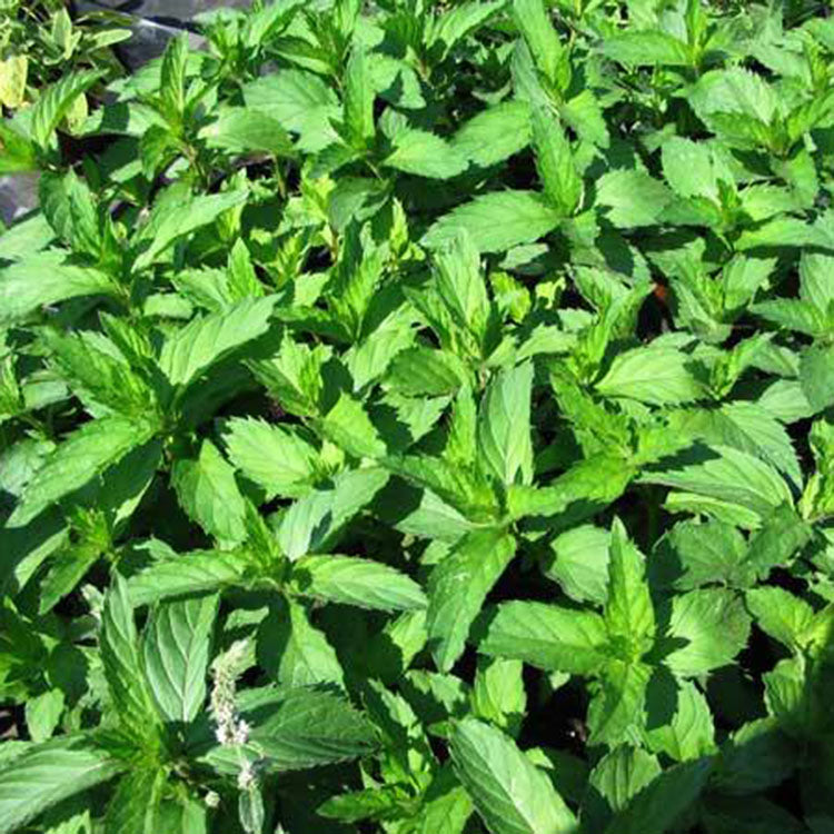 瑞士薄荷 | 回甘薄荷 | 陽光植物