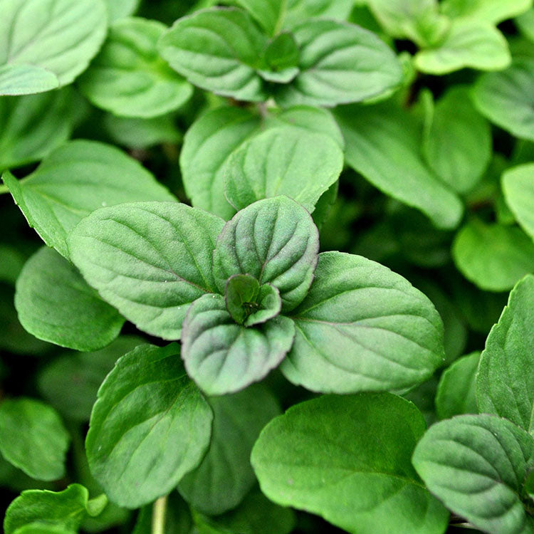 萊姆薄荷 | 橢圓形的葉片| 酸橙香氣 | 陽光植物