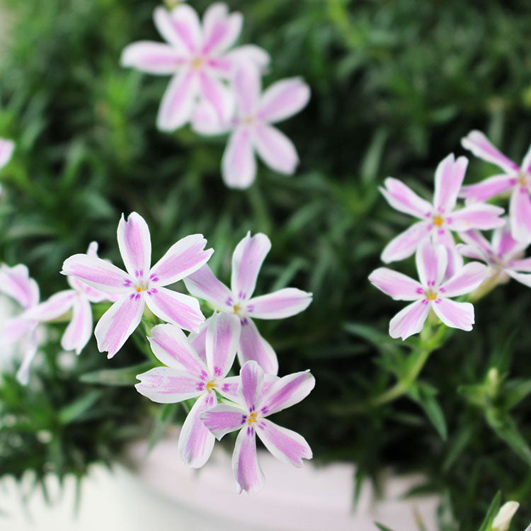 芝櫻 | 粉色雪花 | 迷你花毯 | 陽光植物