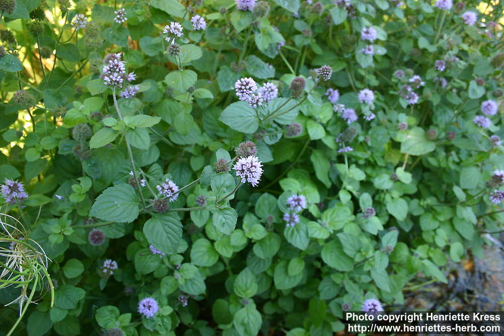 柑橘薄荷 | 濃郁果香 | 陽光植物