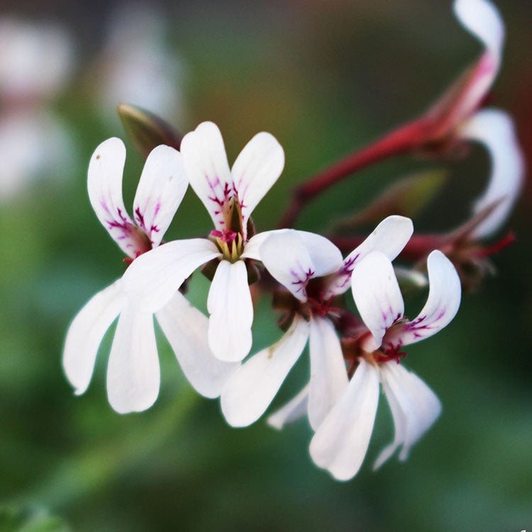 薰衣草天竺葵 | 容易開花 | 陽光植物