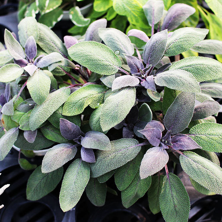 紫葉鼠尾草盆栽|搭配豬肉 、海鮮 | 陽光植物