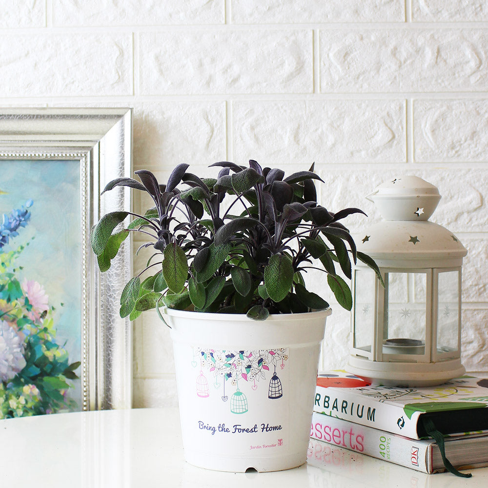 紫葉鼠尾草盆栽|搭配豬肉 、海鮮 | 陽光植物