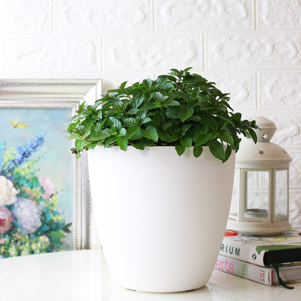 瑞士薄荷 | 回甘薄荷 | 陽光植物