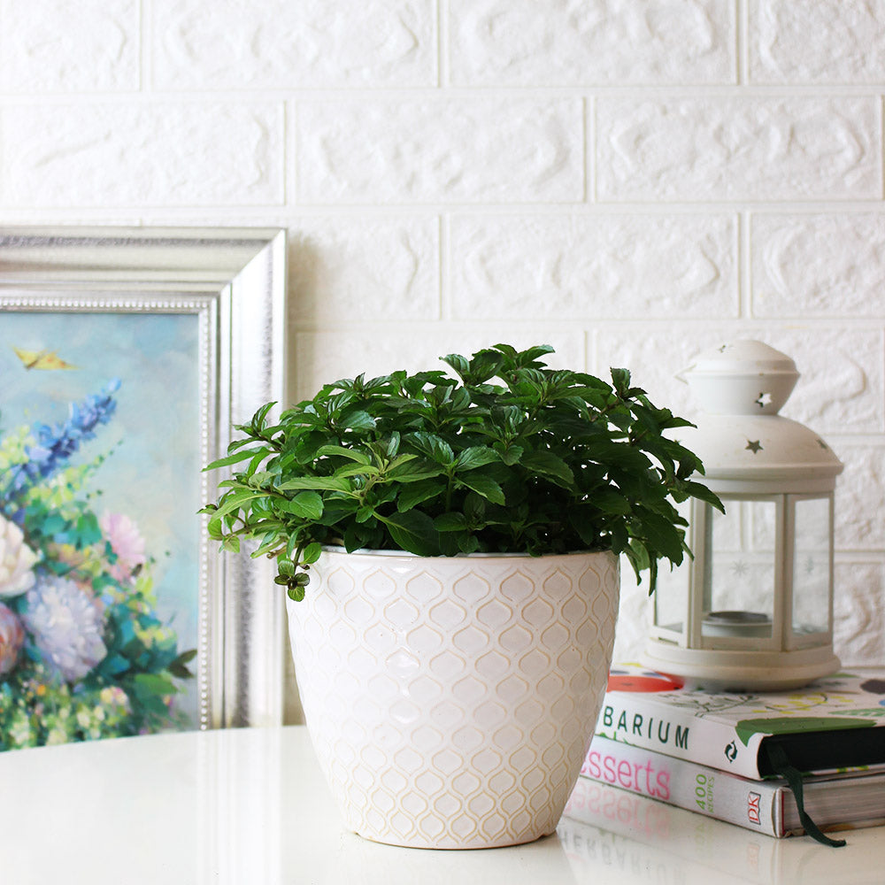 瑞士薄荷 | 回甘薄荷 | 陽光植物