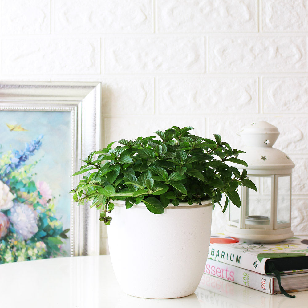 瑞士薄荷 | 回甘薄荷 | 陽光植物