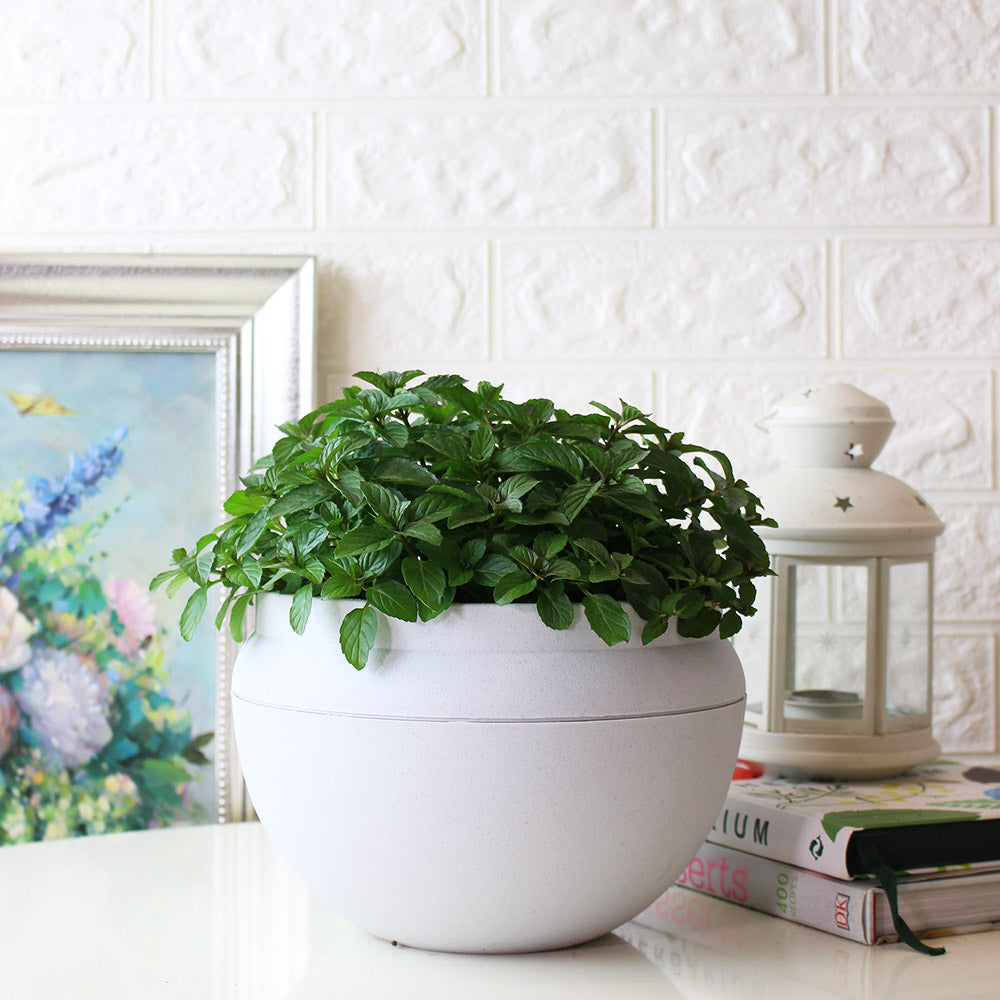 瑞士薄荷 | 回甘薄荷 | 陽光植物