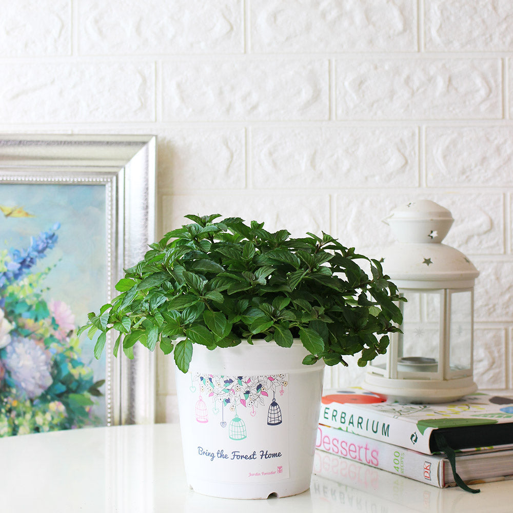 瑞士薄荷 | 回甘薄荷 | 陽光植物