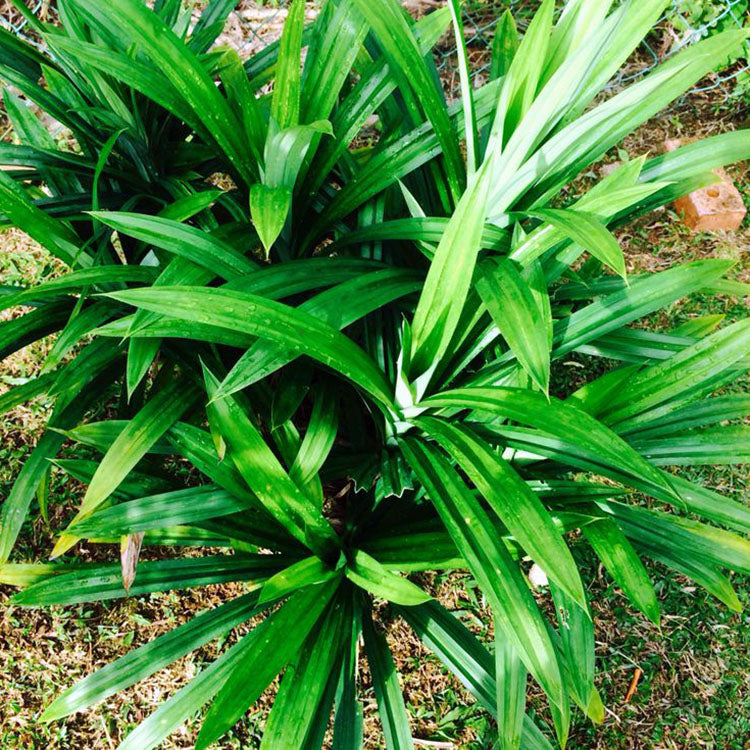 香蘭葉 | 班蘭葉 | 芋頭的香氣 | 跟白飯一起煮 | 陽光植物