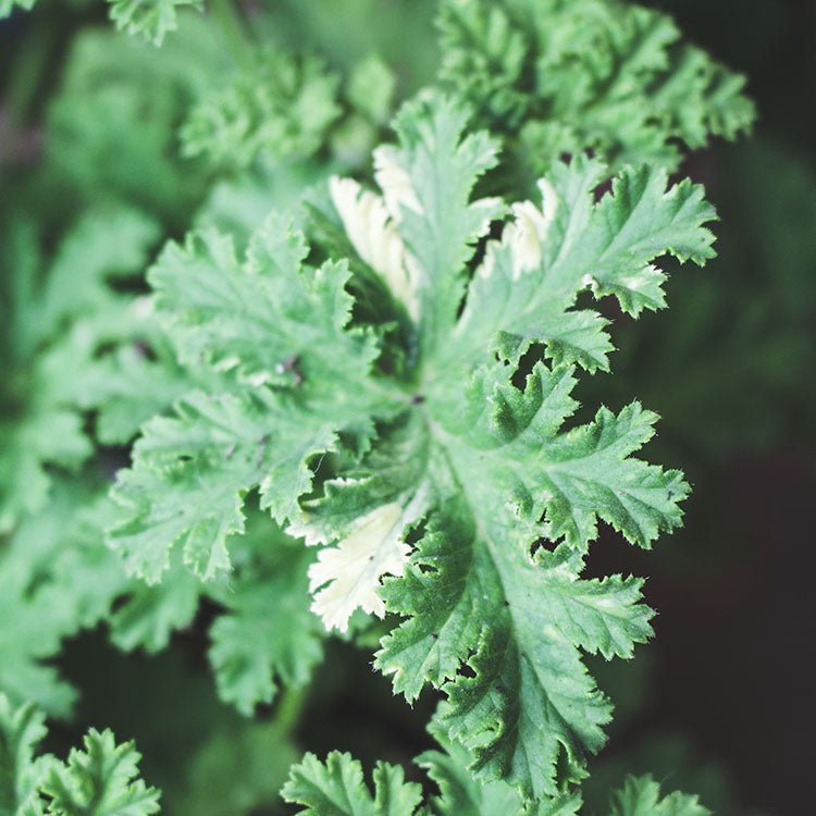 杏果天竺葵 | 甜杏仁油 + 莓果的香氣 | 陽光植物