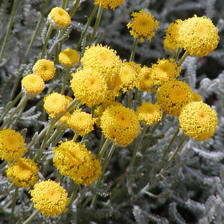 薰衣草棉 | 黃色球狀花朵 | 棉杉菊 | 陽光植物