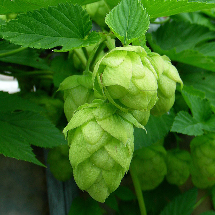 啤酒花盆栽|蛇麻|食用花|陽光植物