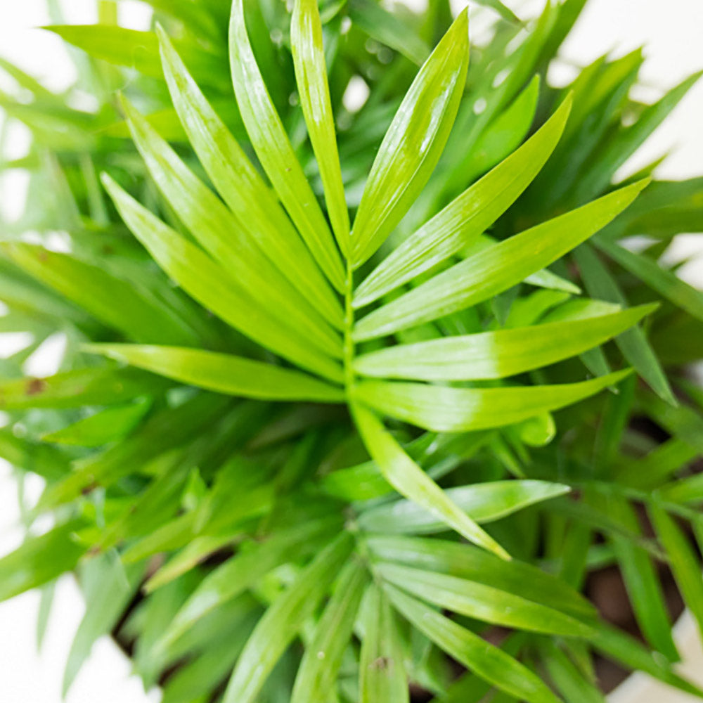 袖珍椰子盆栽 | 淨化空氣優等生 | 兒童、 寵物安全 | 小型棕櫚|室內植物 | 小品盆栽