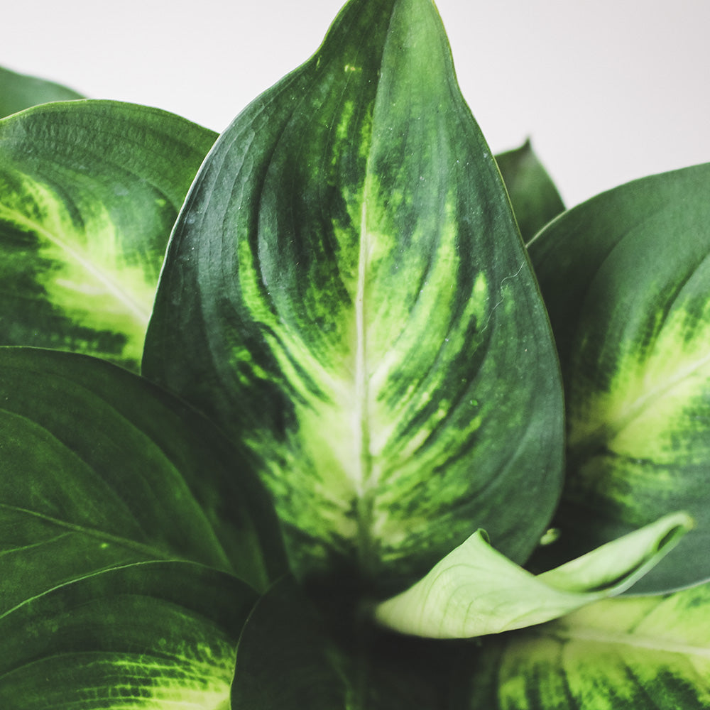 瑪麗安 | 水耕|室內植物|無土栽培