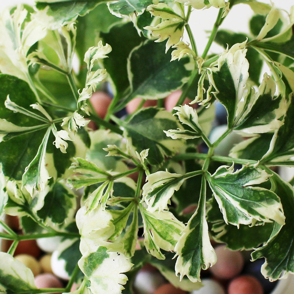 白雪福祿桐|招財植物 | 室內植物