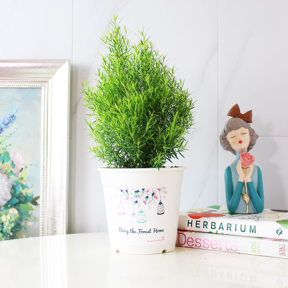 澳洲茶樹 | 天然沙威隆的味道 | 用手搓葉片就有香氣|陽光植物