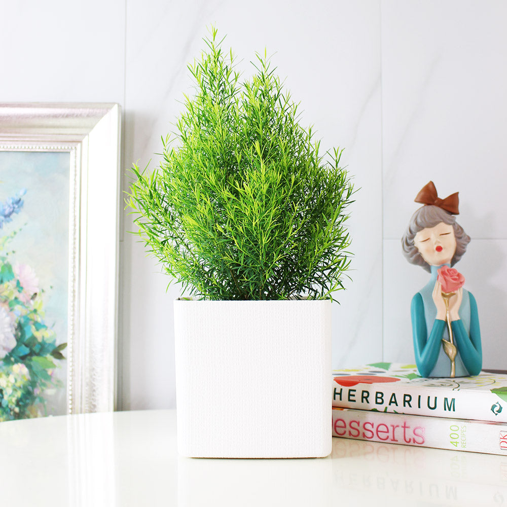 澳洲茶樹 | 天然沙威隆的味道 | 用手搓葉片就有香氣|陽光植物