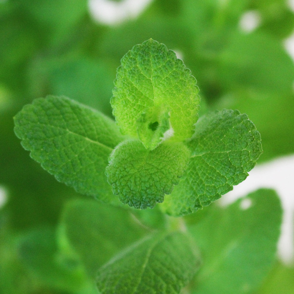 蘋果薄荷 | 青蘋果的香氣 | 泡茶 | 飲料 | 土耕 | 陽光植物