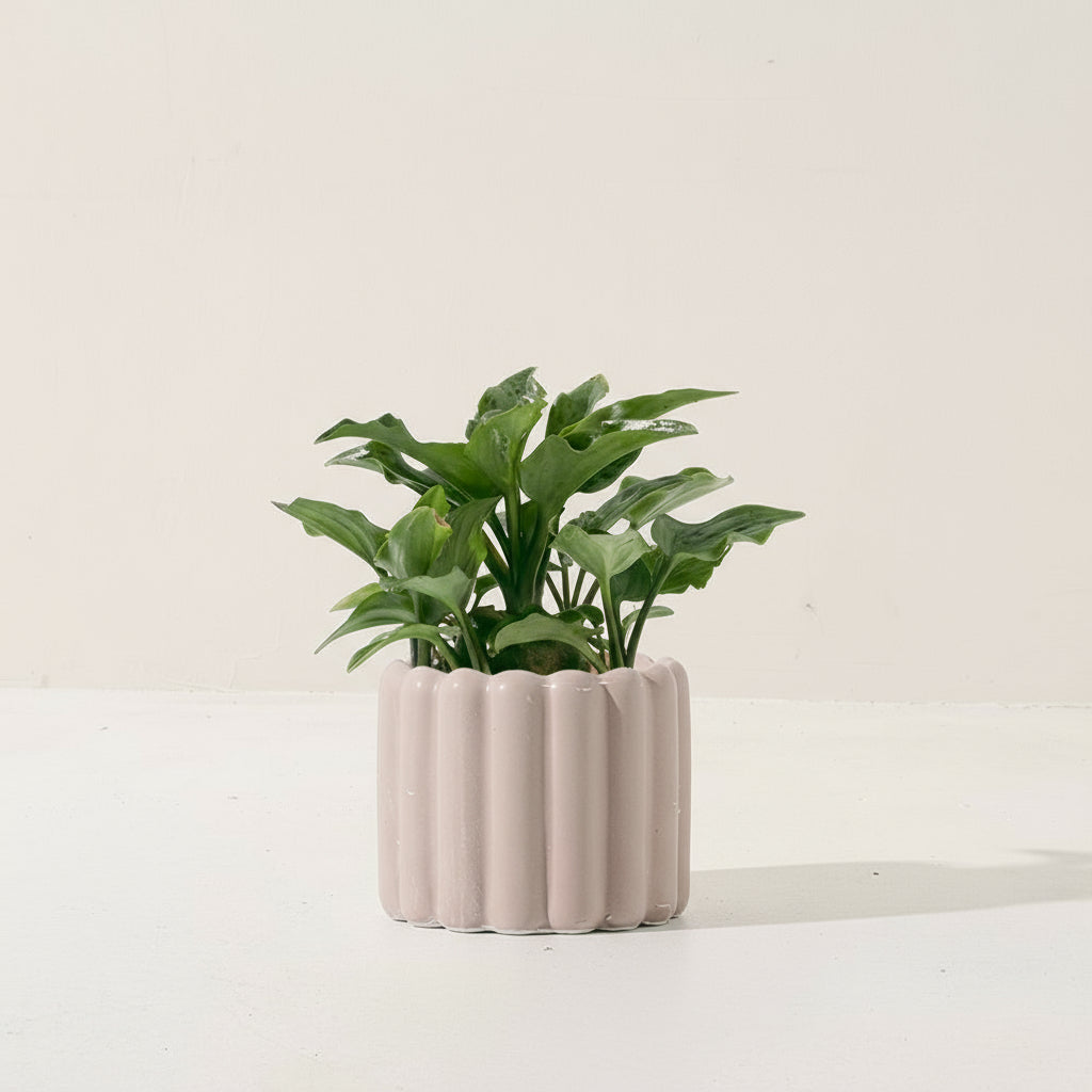 油點百合盆栽 | 花豹的耳朵 | 會開花且花會香 | 多肉植物