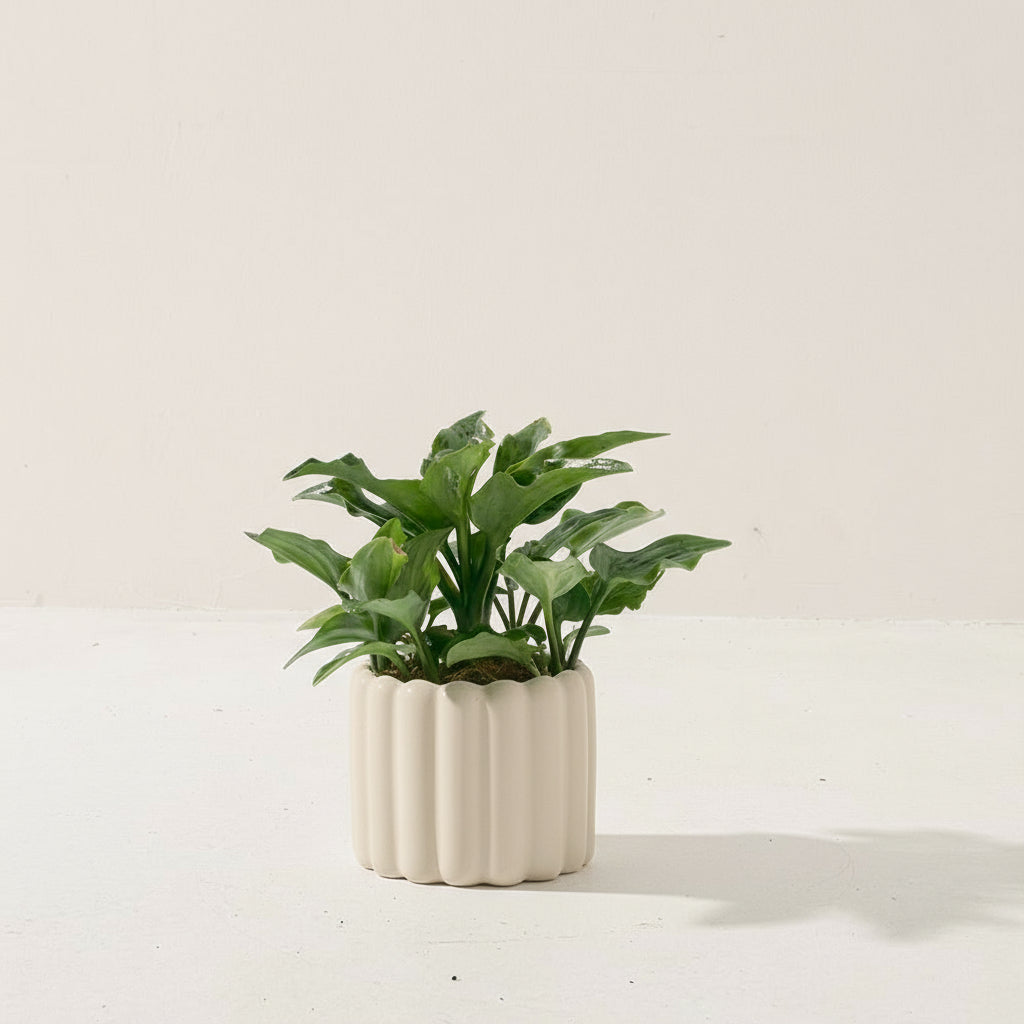 油點百合盆栽 | 花豹的耳朵 | 會開花且花會香 | 多肉植物