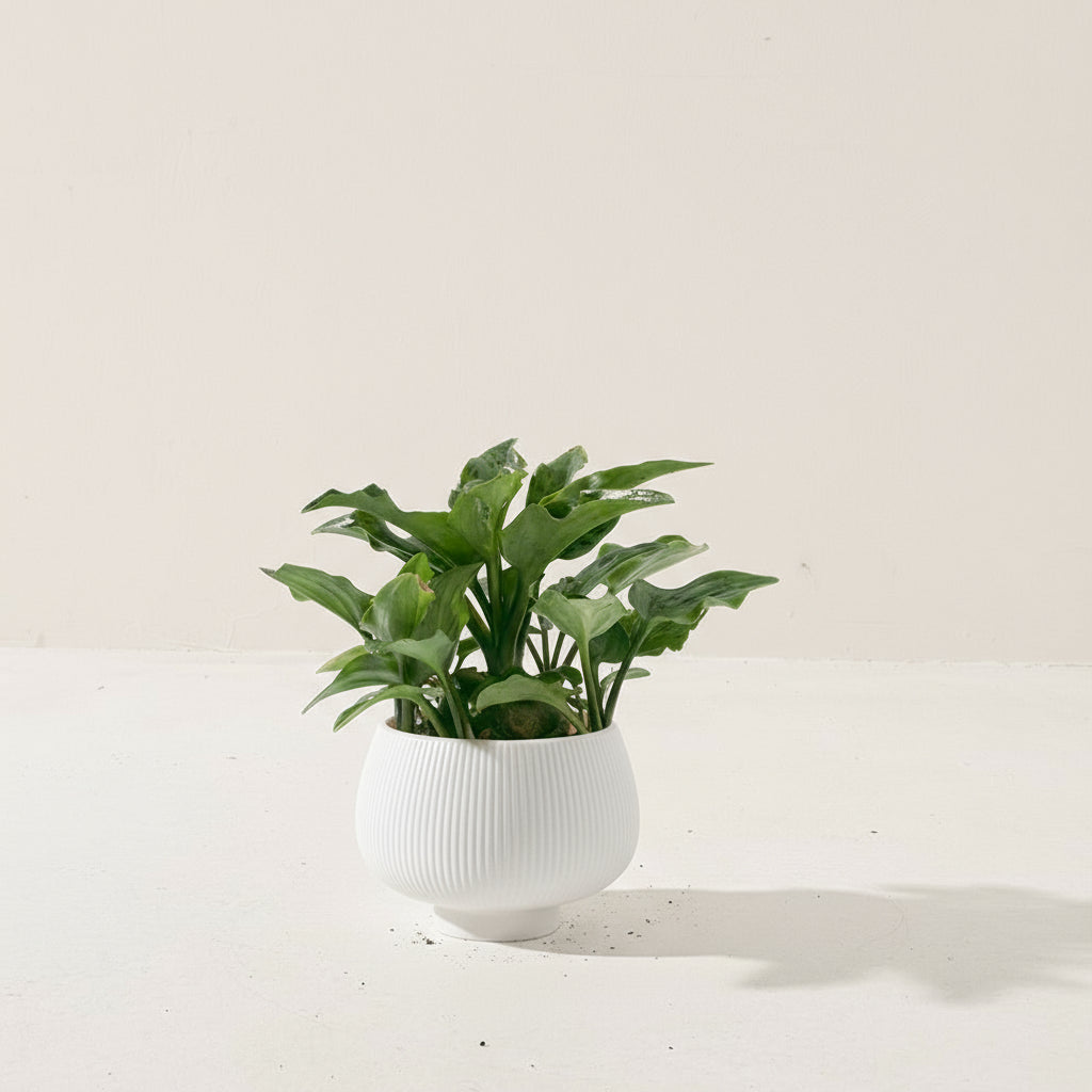 油點百合盆栽 | 花豹的耳朵 | 會開花且花會香 | 多肉植物