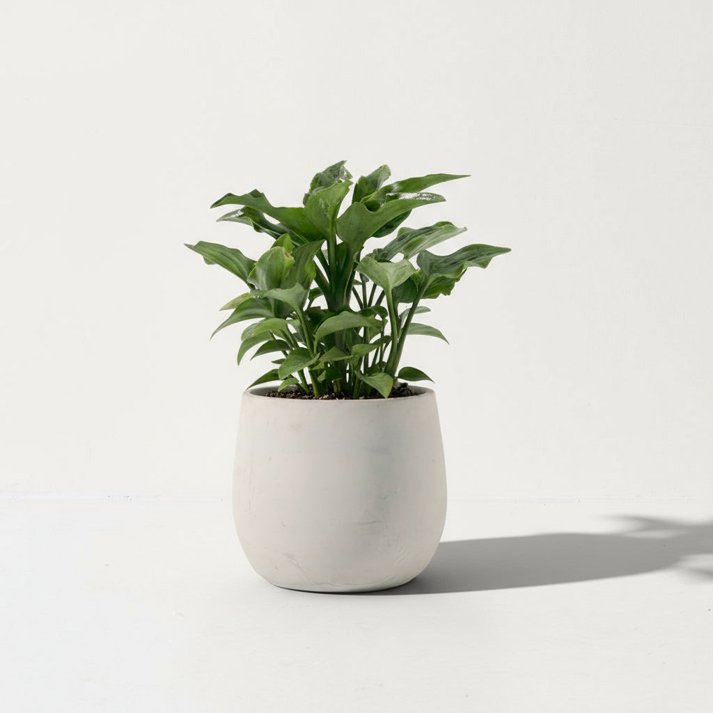 油點百合盆栽 | 花豹的耳朵 | 會開花且花會香 | 多肉植物