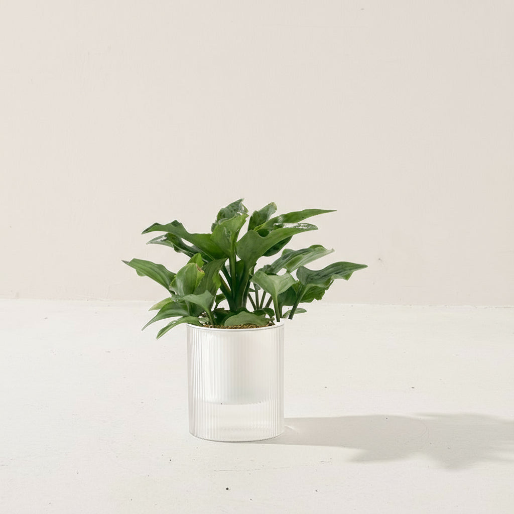 油點百合盆栽 | 花豹的耳朵 | 會開花且花會香 | 多肉植物