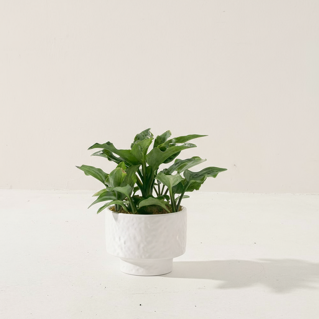 油點百合盆栽 | 花豹的耳朵 | 會開花且花會香 | 多肉植物