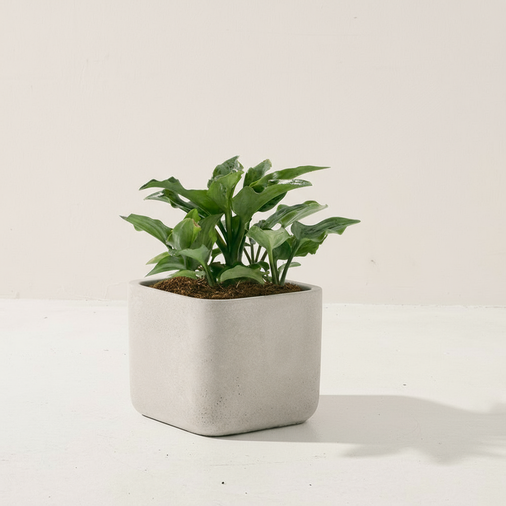 油點百合盆栽 | 花豹的耳朵 | 會開花且花會香 | 多肉植物