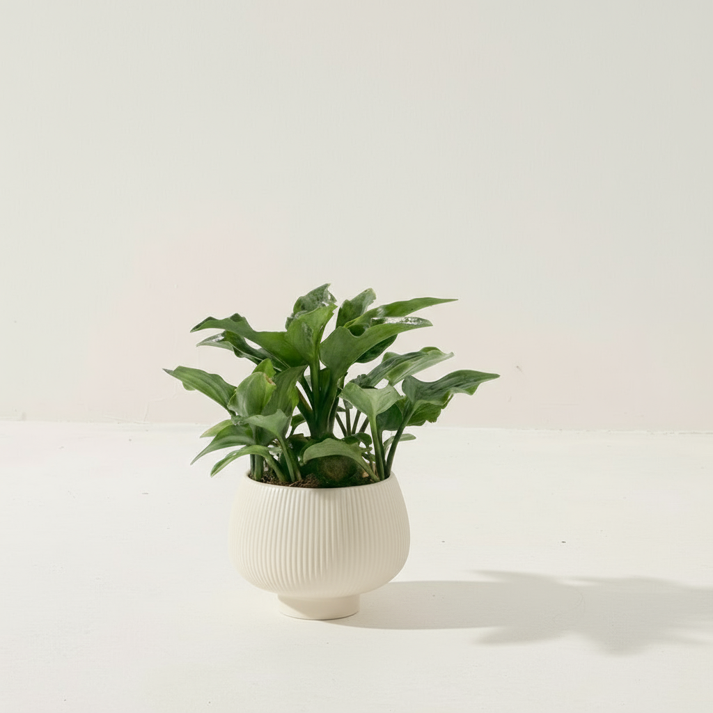 油點百合盆栽 | 花豹的耳朵 | 會開花且花會香 | 多肉植物