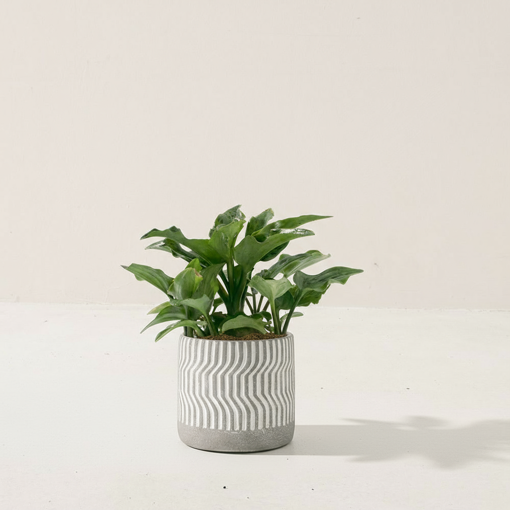 油點百合盆栽 | 花豹的耳朵 | 會開花且花會香 | 多肉植物