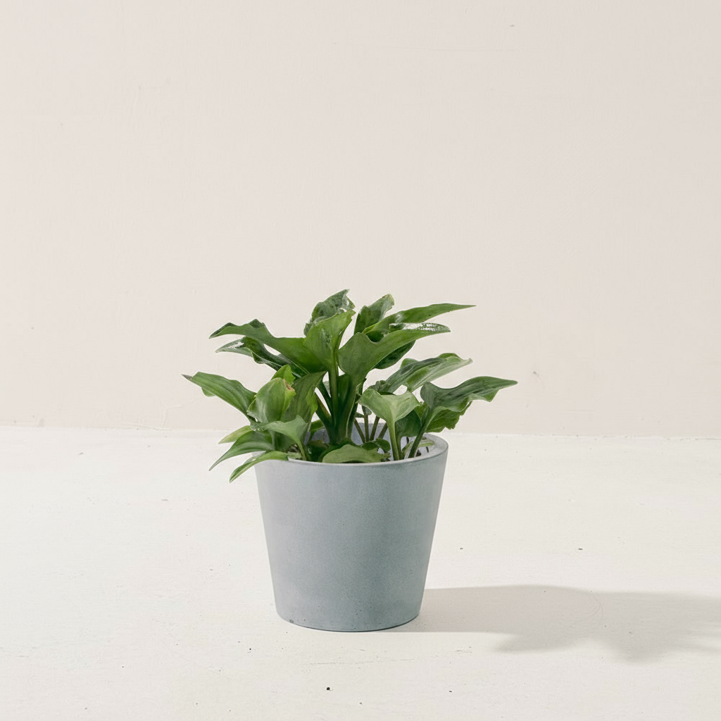 油點百合盆栽 | 花豹的耳朵 | 會開花且花會香 | 多肉植物