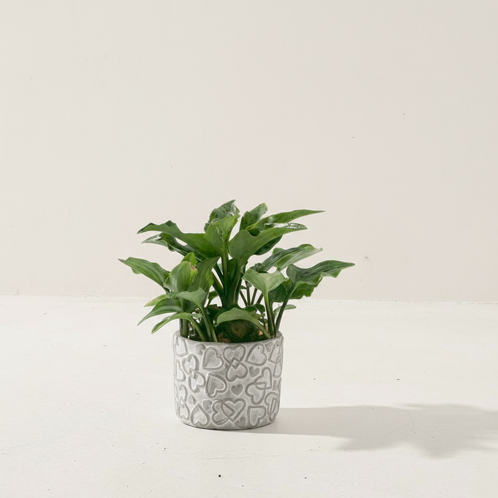 油點百合盆栽 | 花豹的耳朵 | 會開花且花會香 | 多肉植物