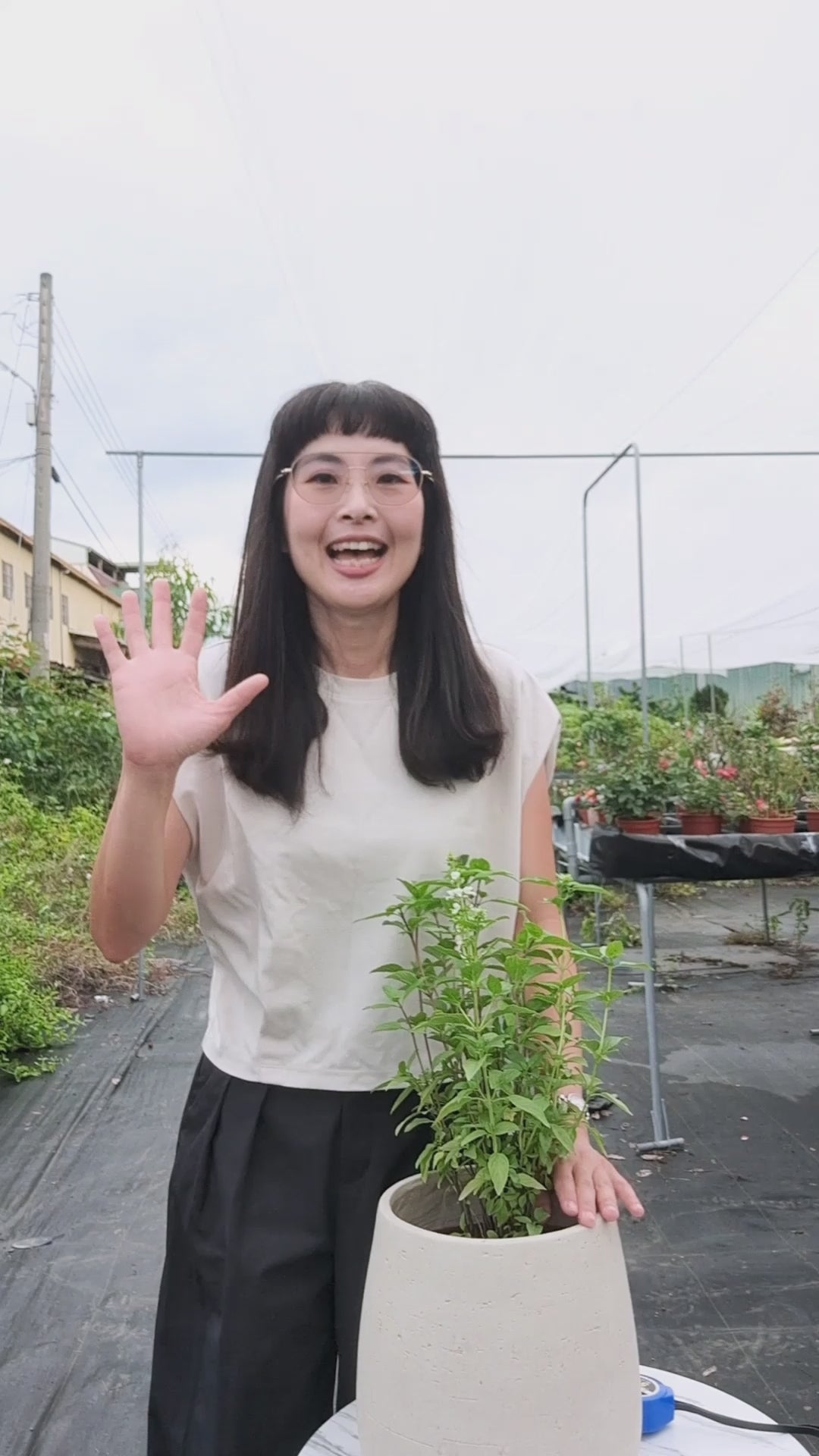 載入影片:紅骨九層塔 | 多種營養素 | 零陵香 | 陽光植物