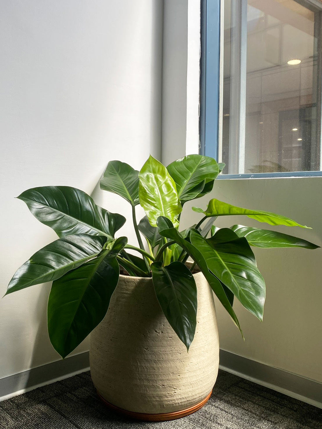 出門旅遊也為家守護！「這個植物」讓清新與好運，隨時迎接你！☘️