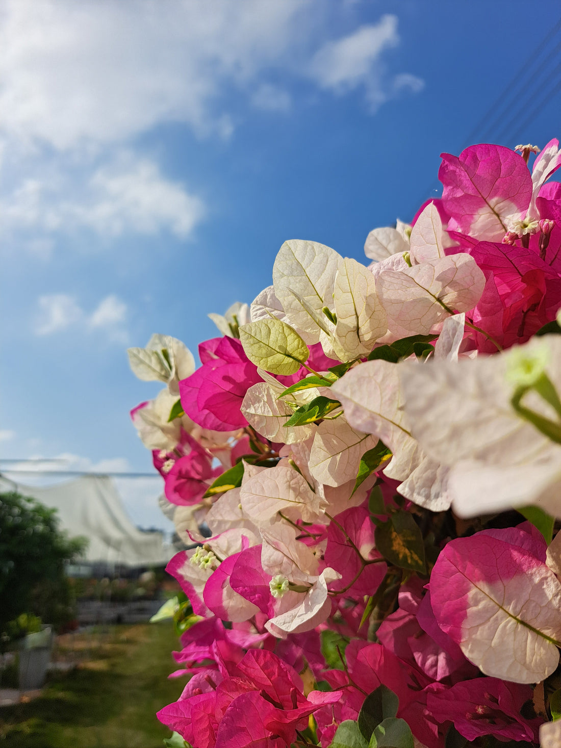 【出貨日記】陽光下的粉白圓舞曲，將這份盛開的風景託付給您