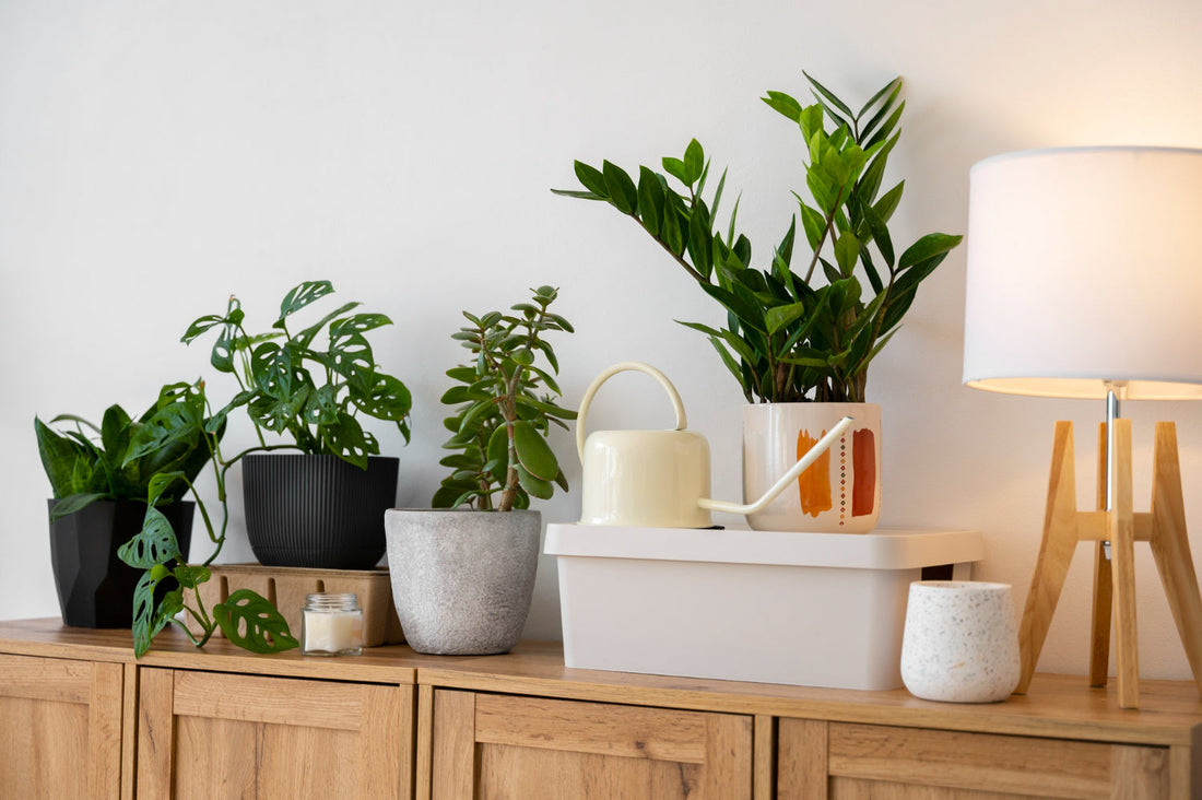 【植物新手必看！「不挑光植物」讓家裡每個角落都充滿生機🌿】